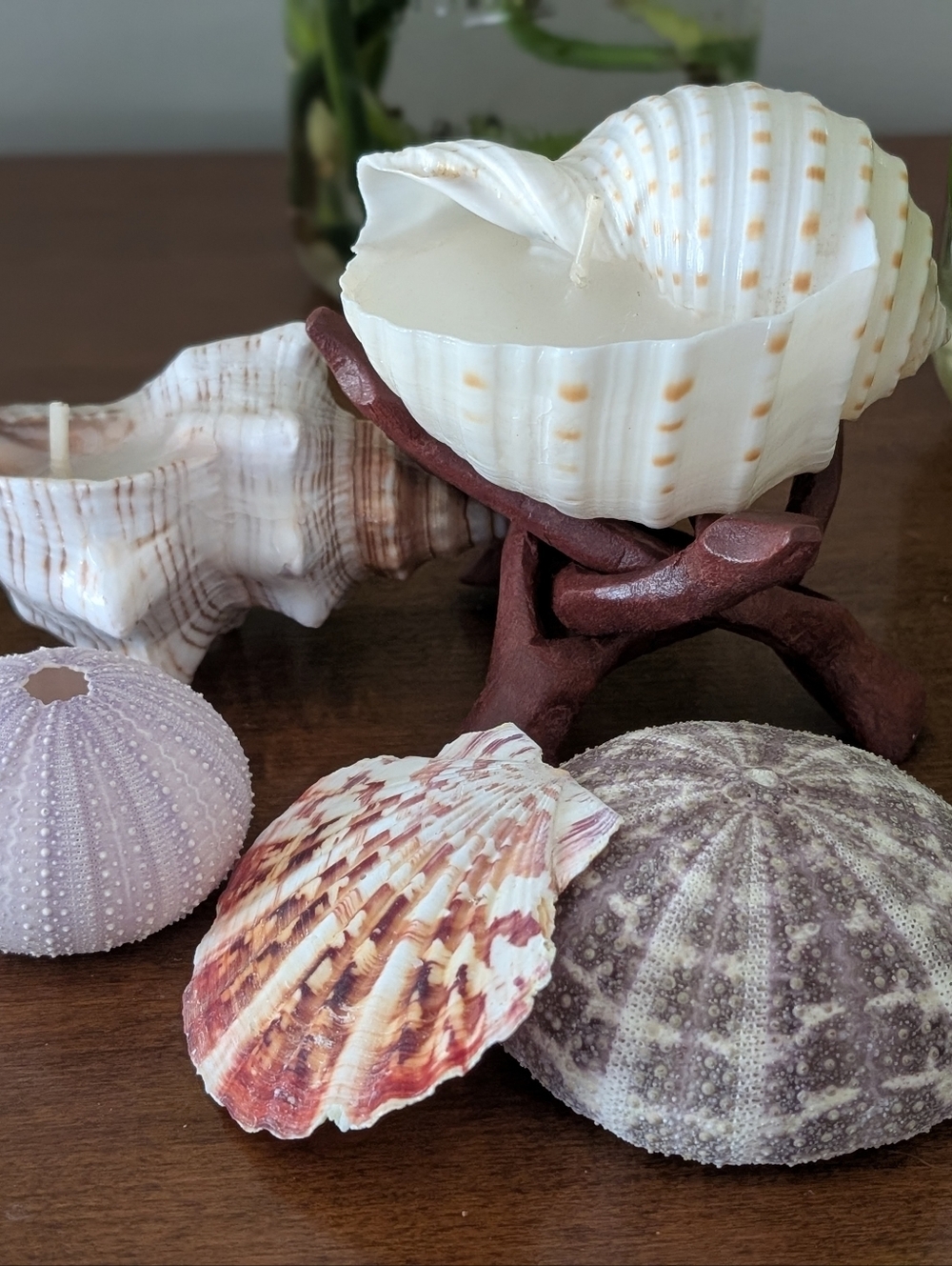 Candles Coastal Shell Set (2), Scallop Shell, Sea Urchins & Wooden Stand - Picture 2 of 7